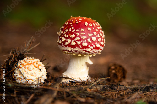 Amanita Muscaria, poisonous mushroom in the forest