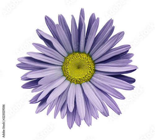 Violet flower chamomile on a white isolated background with clipping path. Closeup no shadows. Garden flower. Nature.