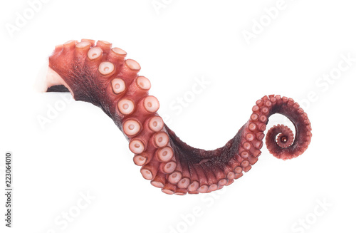 tentacles of octopus isolated on white background