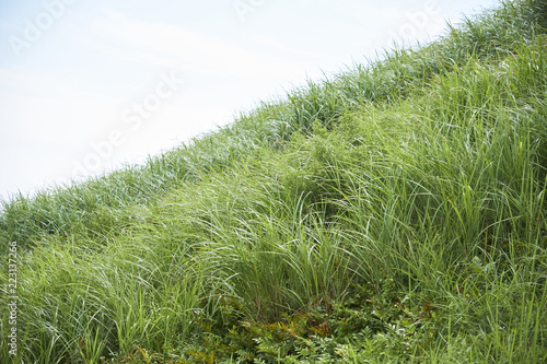 急斜面の芝生