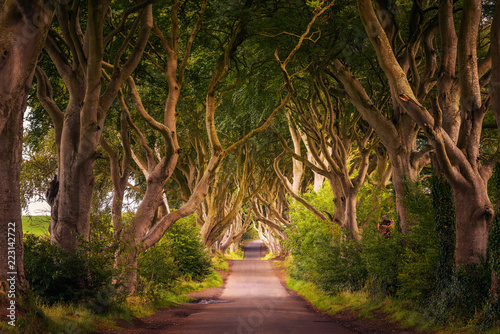 The Dark Hedges in Northern Ireland at sunset