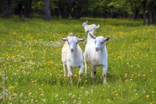 White and gray kids are playing on a flower field