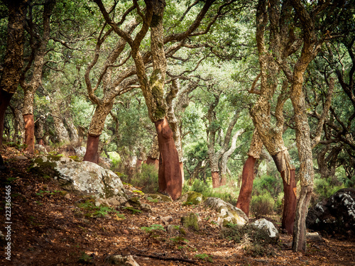 cork oaks in the andalusian countryside. "Parque de los alcornocales", Algeciras, Andalusia, Spain, Europe