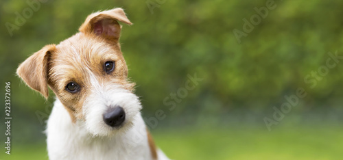 Śmieszna głowa szczęśliwego ślicznego Jacka Russella szczeniaka psa - pomysł na baner internetowy