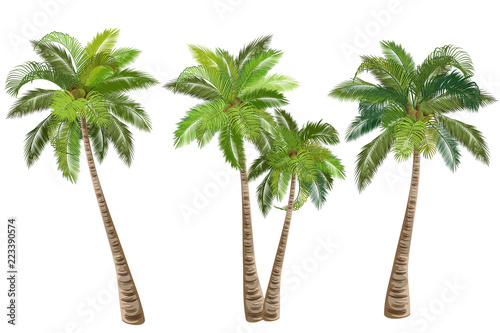 Coconut palm tree (Cocos nucifera). Set of realistic vector illustrations on white background.