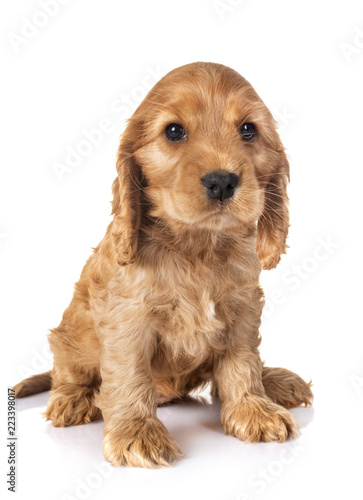 puppy cocker spaniel