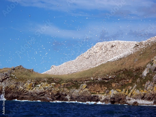 île avec oiseaux en bort de mer en Bretagne 