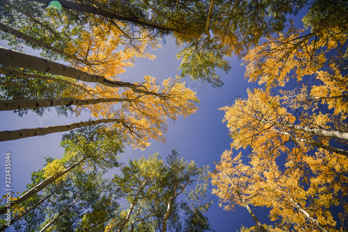 Autumn aspen leaves against the blue sky in Colorado. 