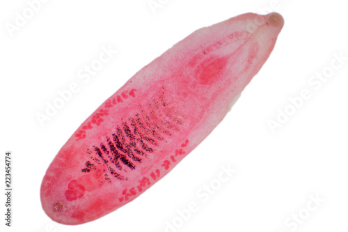 Liver fluke(Parasitic flatworm) of cattle and other grazing animals.