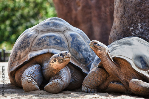 Two Galapagos Tortoises having a conversation