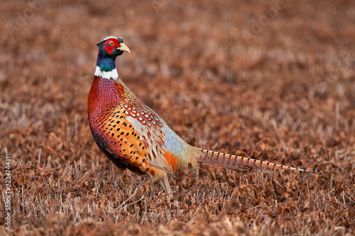 Male pheasant rooster in a freshly cut field