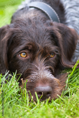 german wirehaired pointer on the grass