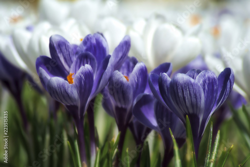 krokusy fioletowe w zbliżeniu na rozmytym tle białych krokusów, przedwiośnie w ogrodzie, pierwsze wiosenne kwiaty