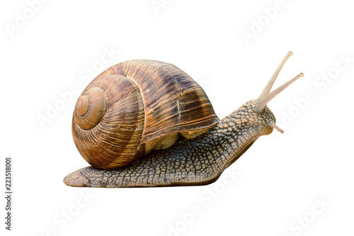 Grape snail isolated on a white background