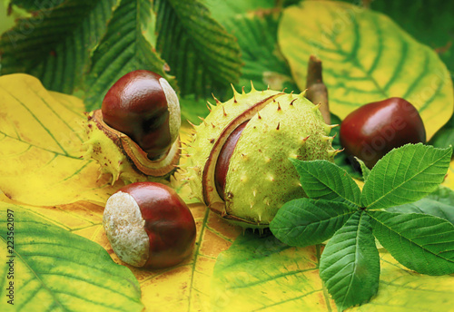 Horse chestnuts on autumn foliage