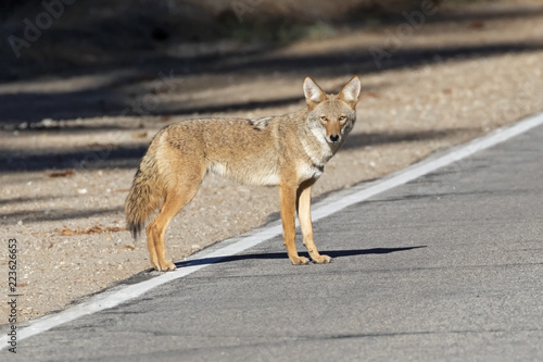 Coyote at the California mountains