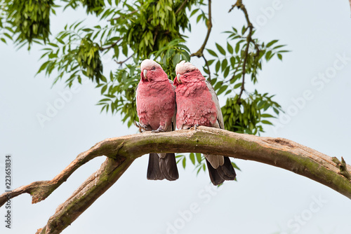 looking slightly up at a pair of red breasted cockatoo sitting close together on a branches if in love. the birds are both facing forward