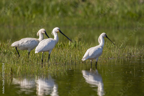 Spatule blanche (Platalea leucorodia - Eurasian Spoonbill)