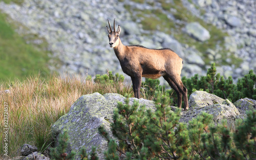 wild mountain goat