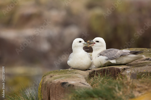 Northern fulmar (Fulmarus glacialis) pair at nest site calling and preening