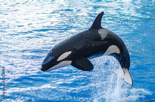 a jumping orca