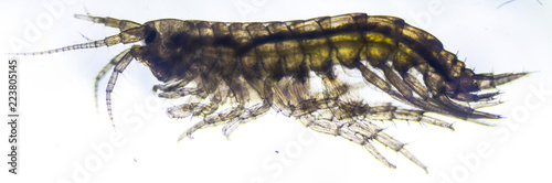Grammarus oceanicus. Worm from the Arctic sea.
