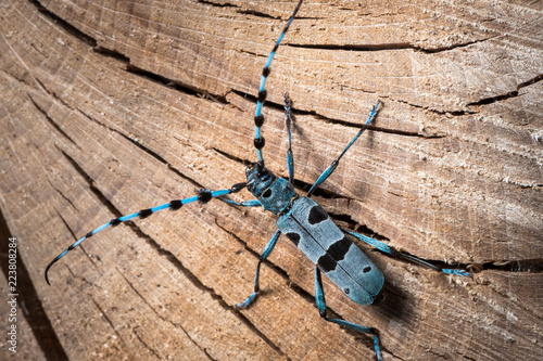 Female Alpine longhorn beetle on a beech tree