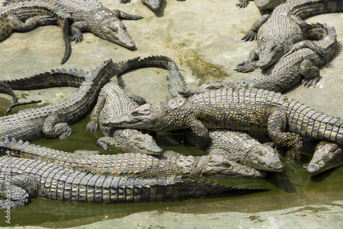 Young Crocodiles resting in water in Crocodile Park, Uganda 