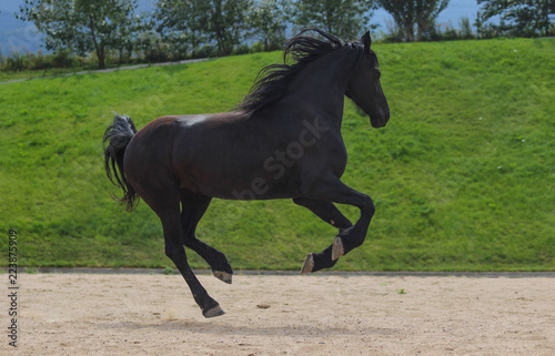 black frisian horse runs gallop