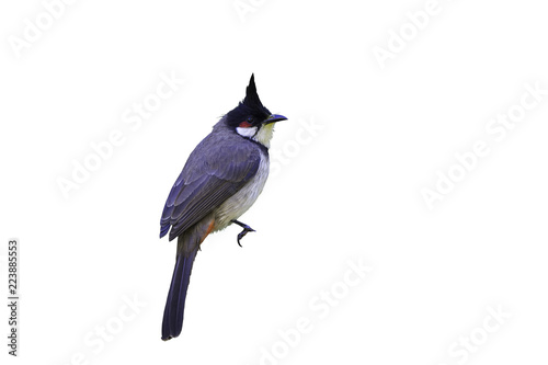 Red-whiskered bulbul or Pycnonotus jocosus, beautiful bird perching on white blackground in Northern Thailand and clipping path.