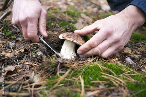 The search for mushrooms in the woods. A man is cutting mushroom with a knife.