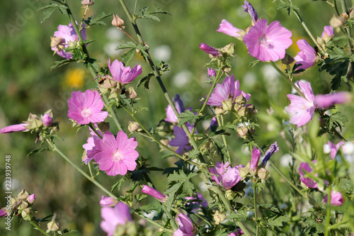 Malva excisa or mallow with pink flowers. General view of flowering plant