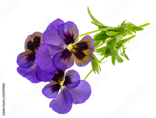 Viola tricolor var. hortensis on white background