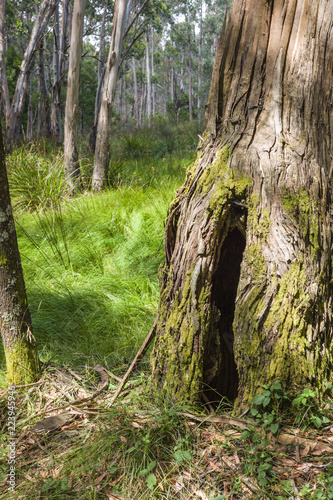 Rough bark on tree trunks with Australian bushland behind
