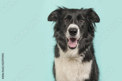 Border Collie dog portrait looking at the camera on a blue turquoise background
