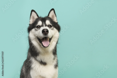 Husky dog portrait looking at the camera with mouth open on a turquoise blue background