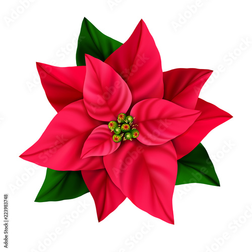 Red Christmas star decorative poinsettia flower isolated on a white background.