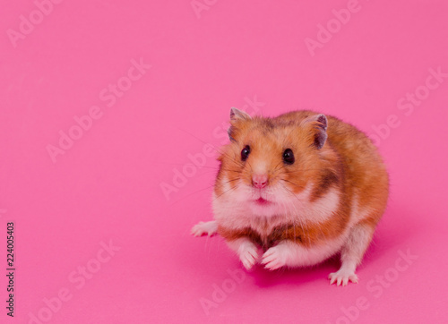 Cute funny Syrian hamster on a bright pink background, copy space on the left