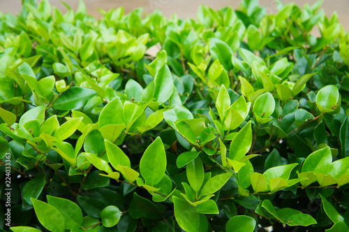 Wax leaf ligustrum green foliage