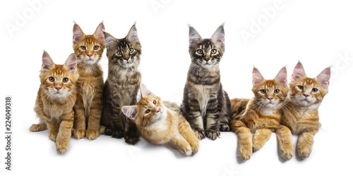Row / group of seven multi colored Maine Coon cat kittens all looking straight at lens, isolated on white background