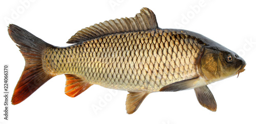 Crucian carp fish isolated. Side view, raised fins. Isolated