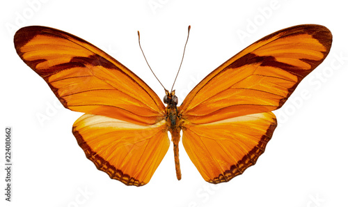 dryas julia on a white background