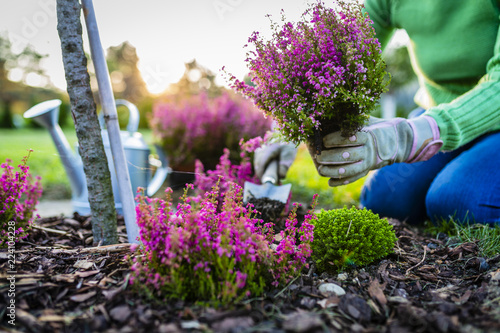 Autumn planting heathers in the garden. 