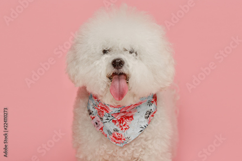 A dog of Bichon frize breed isolated on pink color studio