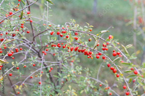 Goji branch with ripe fruits 