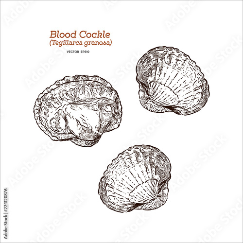 blood cockle or blood clam, Hand draw sketch vector.