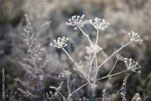 Hoarfrost on dry grass in meadow. Frost covered grass or wild flowers. First frost in autumn countryside meadow. Winter background.