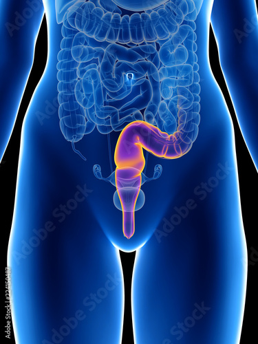 3d rendered medically accurate illustration of a womans rectum