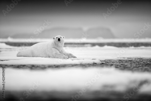 Polar bear on drift ice edge with snow and water in sea. White animal in the nature habitat, north Europe, Svalbard, Norway. Wildlife scene from nature. Black and white art photo.