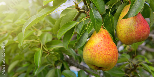 William Bon Chretian pears ripening on the tree.